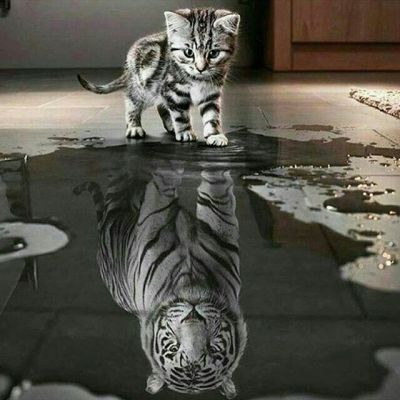 false reflection